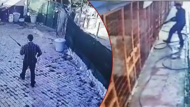 Tuzla'da dehşet! Köpeği böyle öldürdü