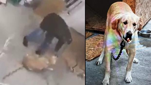 Maltepe'de isyan ettiren görüntü! Sosyal medyada paylaşılınca gözaltına alındı