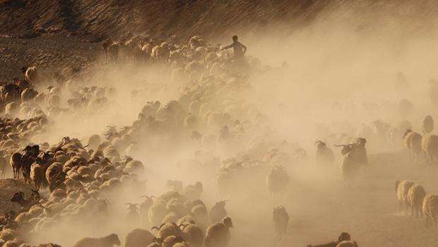 Van'da kuraklık nedeniyle yayladan erken dönüş