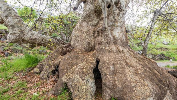 Tunceli’de ‘Doğu çınarı' anıt ağaç olarak tescil edildi