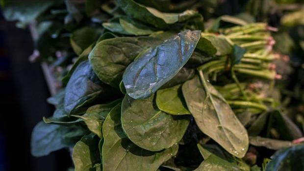 Giresun'da ıspanak yiyen 6 kişi zehirlendi! İl Sağlık Müdürlüğü'nden uyarı geldi