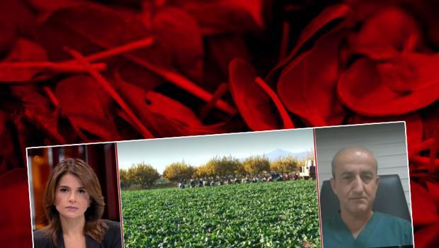 Trabzon ve Giresun'da paniğe neden olmuştu! İşte 'güzelavrat' otunun zehirlenme belirtileri