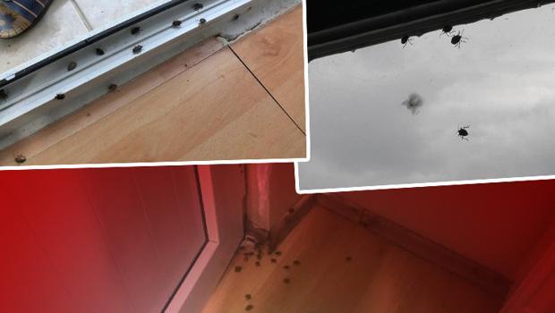 İstanbul'da 'kokarca böceği' kâbusu! Arı gibi ses çıkarıyor, kötü koku yayıyor