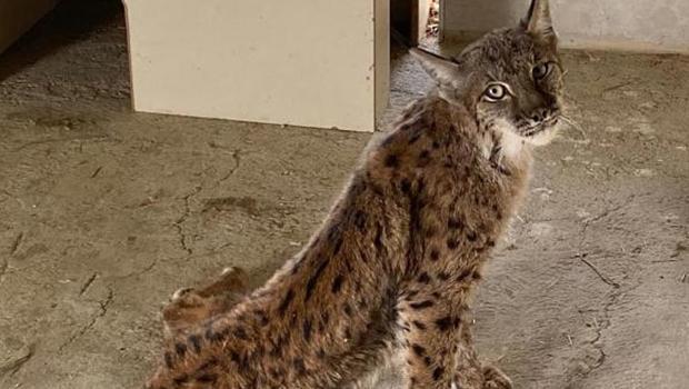 Tüfekle vurulmuş bulunan vaşak öldü