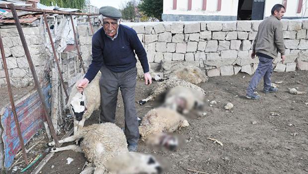 Borçla aldığı hayvanlarına kurt saldırdı... 13'ü öldü, 24'ü yaralandı