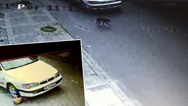 Yavru köpeği ezip, yoluna devam etti