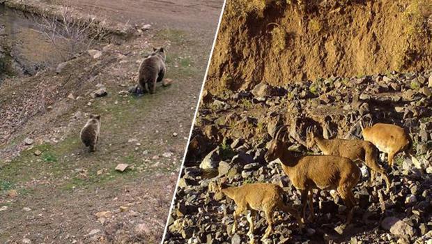 Bingöl’de yaban hayvanları fotokapanda
