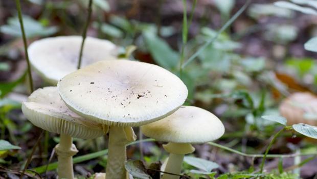 Belgrad Ormanı'nda zehirli köygöçüren mantarlarını kim topladı? 'Bu inanışlar hayatlara mal olabilir'