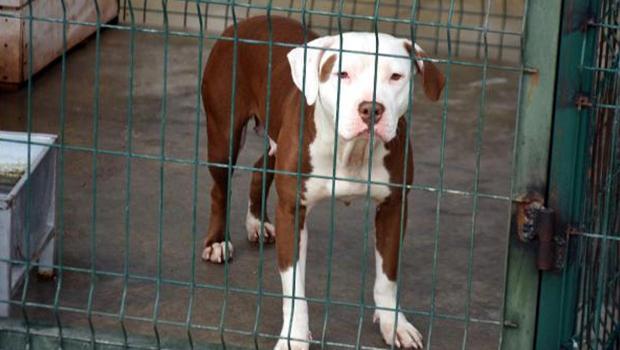 'Yasak ırk' köpekleri ömür boyu barınak mahkumu