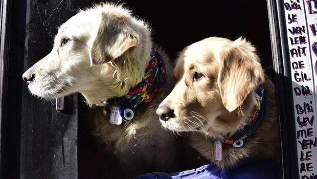 Prof. Dr. Sakarya'dan evcil hayvan sahiplerine 'yakın temas' uyarısı