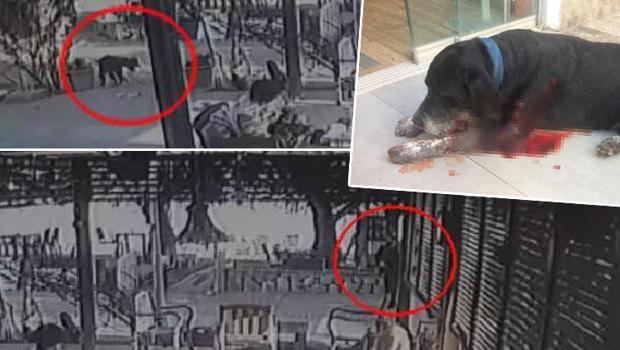Kendisine havlayan köpeğe ateş açıp 3 kadını yaraladı! Dehşet anları kamerada