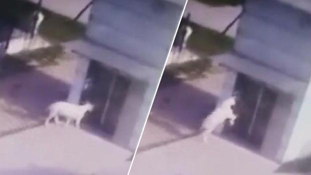 Yansımasını gören keçi metro asansörünün camını kırdı