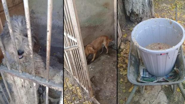 Yürek yakan görüntü! Veterinere 34 bin TL ceza