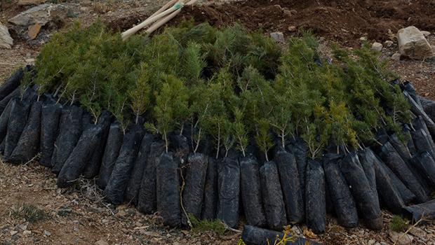 MEB, Öğretmenler Günü dolayısıyla 'Öğretmenim İçin Bir Fidan' kampanyası başlattı