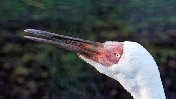 14 yıldır tek başına yaşıyor! Bu son batı ak turnası Omid'in hikayesi...