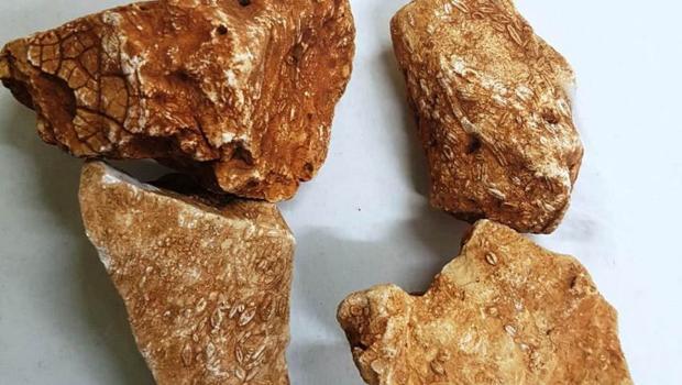 Adıyaman'da tarihi keşif! 40 milyon yıl öncesine ait...