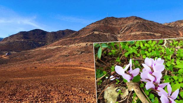 Muğla'da yanan orman yeniden yeşeriyor