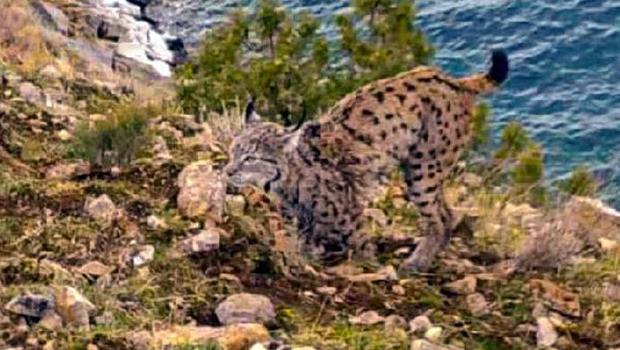 Van Gölü sahilinde görüntülendi! Nesli tükenme tehlikesinde...