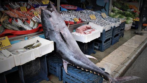 Dev orkinosu gören şaşkına döndü! Tam 180 santimetre ve 144 kilo...