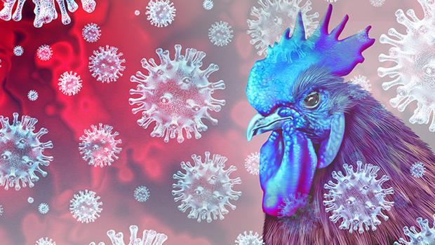 Kuş gribi tehdidi büyüyor... Bulaşma oranı az, öldürücülüğü yüksek!