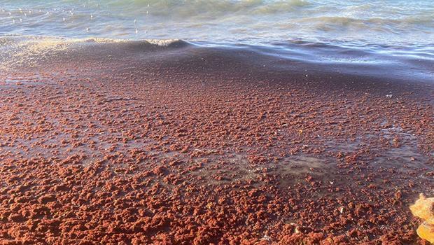 Lodos sonrası Kadıköy'de şaşkına çeviren görüntü