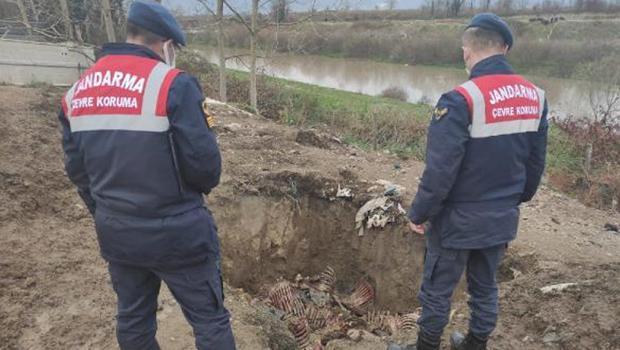 Jandarmadan baskın: 300 kilo at eti ele geçirildi! Baba-oğul gözaltında