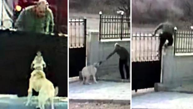 Önce köpeğin saldırganlığını test etti, sonra çaldı