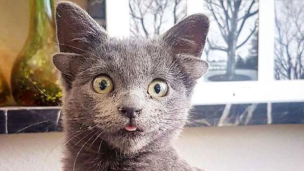 Midas'ın 4 kulağının ünü, Türkiye sınırını aştı! O bir fenomen