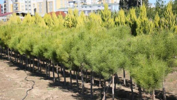 Cumhuriyet tarihinin en büyük yangını yürek yakmıştı! 'Yılbaşı fidanlarını Manavgat'a dikin' çağrısı