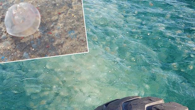 Marmara’da denizanası istilası! Uzmanlardan 'dokunmayın' uyarısı