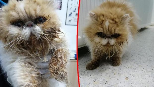 Hayvanları pet shopa kilitlemiş! İş yeri sahibine para cezası