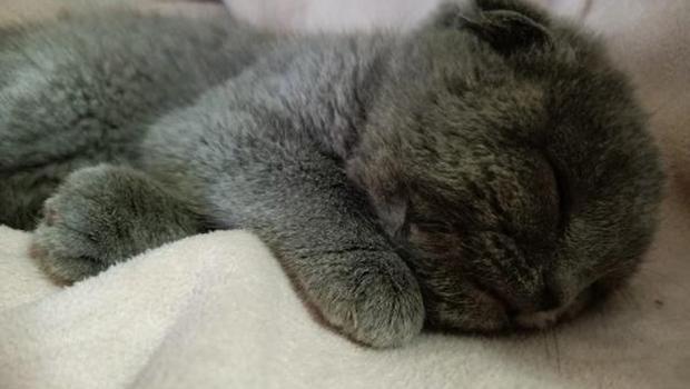 Eşine kızıp kediyi duvara fırlatan kocaya 1500 TL ceza