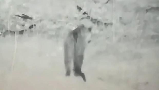 Iğdır'da leopar görüldü... 'Beklenen müjdeli bir haber'