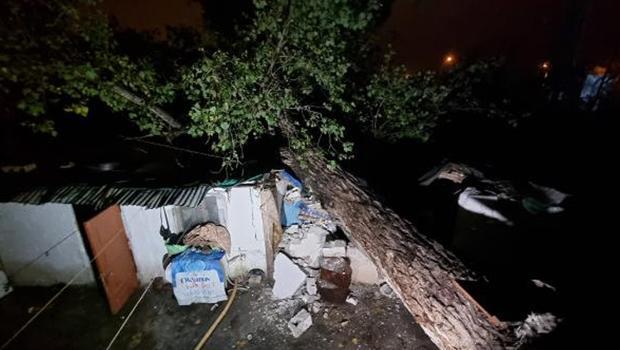 Sağanak yağış ağacı devirdi: İki evin üzerine düştü