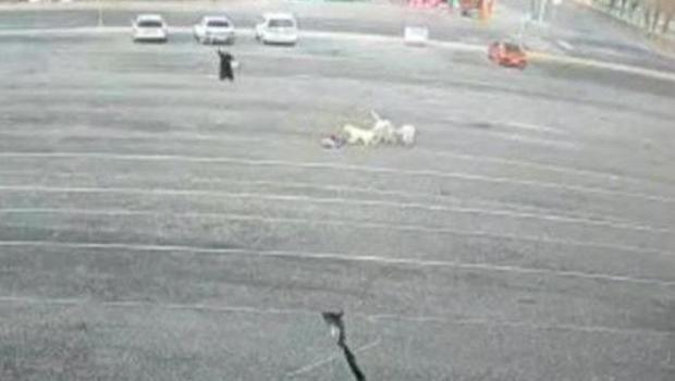 Korku dolu anlar... Köpeklerin saldırdığı çocuğu canı pahasına kurtardı