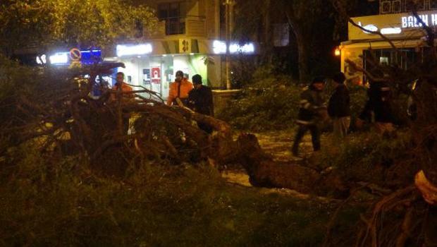 İzmir'de şiddetli rüzgar, ağaçları kökünden söktü