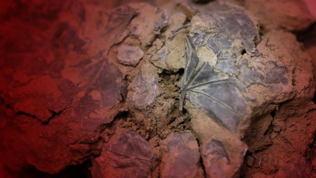 Beşiktaş'taki kazılarda tarihi keşif: Tam 5 bin 500 yıllık! Nadir rastlanıyor