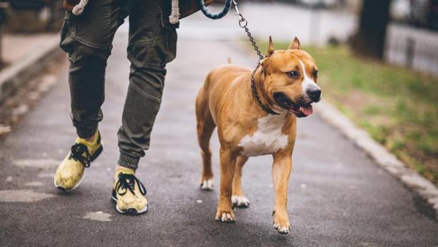 Gündem pitbull saldırıları... Suçlu hayvanlar mı yoksa sahipleri mi?