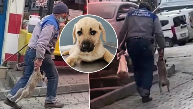 Sosyal medyada büyük tepki çekmişti! Yavru köpeği patilerinden tutup, taşıyan işçiye uyarı