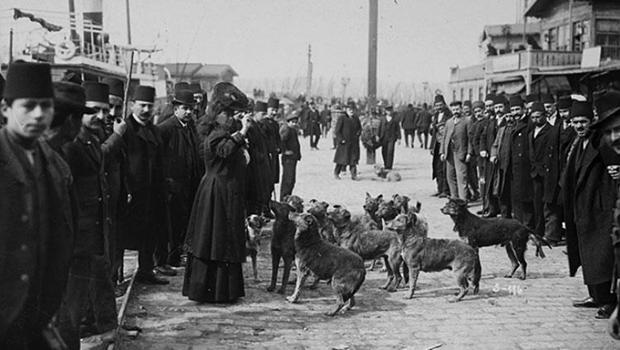 İstanbul'un 'it efendileri'