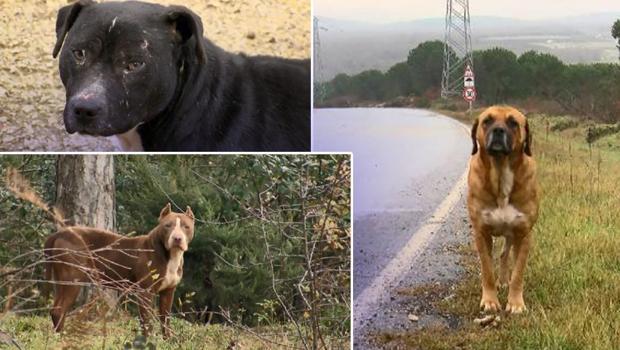 Ormanlar terk edilen köpeklerle doldu