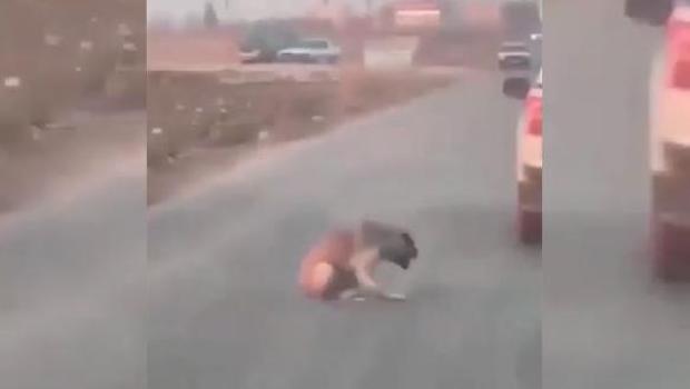 Sosyal medyayı ayağa kaldıran görüntü! Araçtan köpeğe ateş edip yaraladı