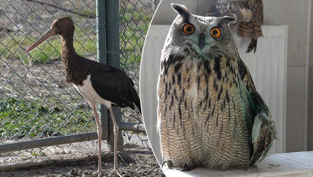 Yaban hayatı alarm veriyor: Daha çok hastalık bulaşacak