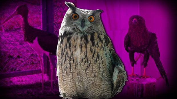 Yaban hayatında tehlike çanları