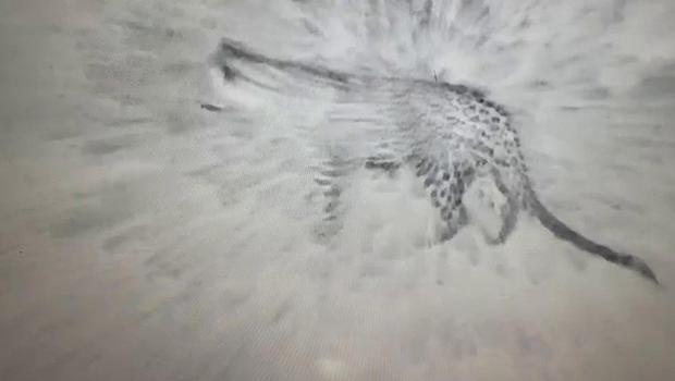 Iğdır'da bir ay sonra yine leopar görüntülendi