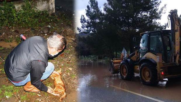 Bodrum’da sağanak yağmur sele dönüştü! Sokak hayvanları boğuldu