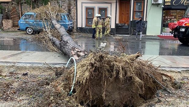 Balat’ta şiddetli rüzgar nedeniyle ağaç yola devrildi