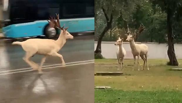 Antalya'da trafikte 'geyik' şaşkınlığı