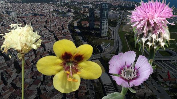 Anadolu'nun kayıp çiçekleri! Sadece İstanbul Halkalı'da yaşayan bitki...