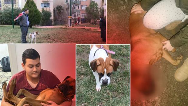Üsküdar'da otizmli çocuğun köpeği öldürüldü, mahallede tartışma çıktı! Kaymakamlık'tan açıklama